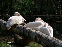 149 BIO PARC DE DOUE LA FONTAINE 6- 2016_000020